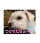 ぺいい（個別スタンプ：11）