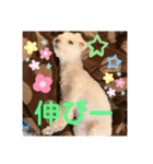 ぺいい（個別スタンプ：23）