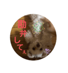 ぺいい（個別スタンプ：24）
