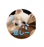 ぺいい（個別スタンプ：26）