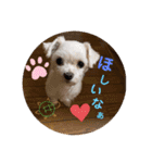 ぺいい（個別スタンプ：31）
