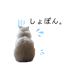 俺はラグドール。猫のセイジくんスタンプ（個別スタンプ：7）