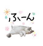 俺はラグドール。猫のセイジくんスタンプ（個別スタンプ：8）