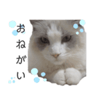 俺はラグドール。猫のセイジくんスタンプ（個別スタンプ：11）
