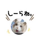 俺はラグドール。猫のセイジくんスタンプ（個別スタンプ：12）