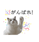 俺はラグドール。猫のセイジくんスタンプ（個別スタンプ：13）