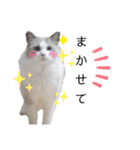 俺はラグドール。猫のセイジくんスタンプ（個別スタンプ：14）