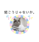 俺はラグドール。猫のセイジくんスタンプ（個別スタンプ：15）