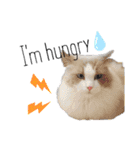 俺はラグドール。猫のセイジくんスタンプ（個別スタンプ：16）