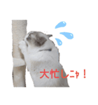 俺はラグドール。猫のセイジくんスタンプ（個別スタンプ：18）
