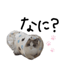俺はラグドール。猫のセイジくんスタンプ（個別スタンプ：20）