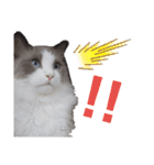 俺はラグドール。猫のセイジくんスタンプ（個別スタンプ：21）
