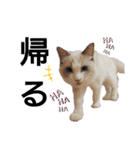 俺はラグドール。猫のセイジくんスタンプ（個別スタンプ：23）