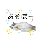 俺はラグドール。猫のセイジくんスタンプ（個別スタンプ：24）