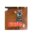 キジトラのムスメつくしちゃん2（個別スタンプ：4）