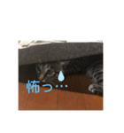 キジトラのムスメつくしちゃん2（個別スタンプ：8）