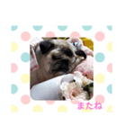 大好きなはなちゃん（個別スタンプ：5）