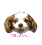 キャバリア モモ（個別スタンプ：1）