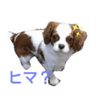 キャバリア モモ（個別スタンプ：9）