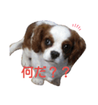キャバリア モモ（個別スタンプ：10）
