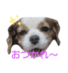 キャバリア モモ（個別スタンプ：12）