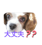 キャバリア モモ（個別スタンプ：14）