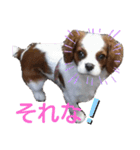 キャバリア モモ（個別スタンプ：16）
