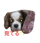 キャバリア モモ（個別スタンプ：17）