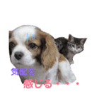 キャバリア モモ（個別スタンプ：18）