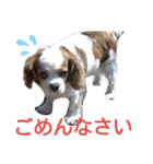 キャバリア モモ（個別スタンプ：24）
