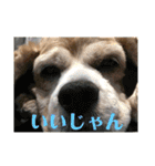 アメリカンコッカーの           ごん様（個別スタンプ：13）