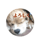 アメリカンコッカーの           ごん様（個別スタンプ：25）