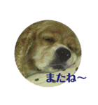 アメリカンコッカーの           ごん様（個別スタンプ：26）
