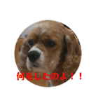 アメリカンコッカーの           ごん様（個別スタンプ：27）