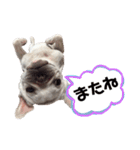 フレブルふうちゃん（個別スタンプ：18）