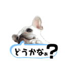 フレブルふうちゃん（個別スタンプ：30）