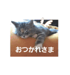 mi69family（個別スタンプ：16）