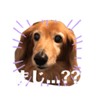 めるさんスタンプ（個別スタンプ：9）