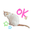 鈴木家の猫たち（個別スタンプ：1）