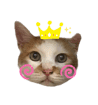 鈴木家の猫たち（個別スタンプ：2）