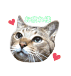 鈴木家の猫たち（個別スタンプ：4）