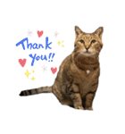 鈴木家の猫たち（個別スタンプ：5）