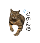 鈴木家の猫たち（個別スタンプ：6）