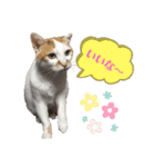 鈴木家の猫たち（個別スタンプ：8）