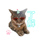 鈴木家の猫たち（個別スタンプ：10）