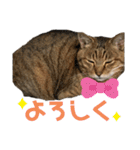 鈴木家の猫たち（個別スタンプ：11）