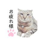 鈴木家の猫たち（個別スタンプ：12）