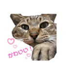 鈴木家の猫たち（個別スタンプ：14）
