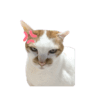 鈴木家の猫たち（個別スタンプ：15）