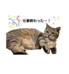 鈴木家の猫たち（個別スタンプ：16）
